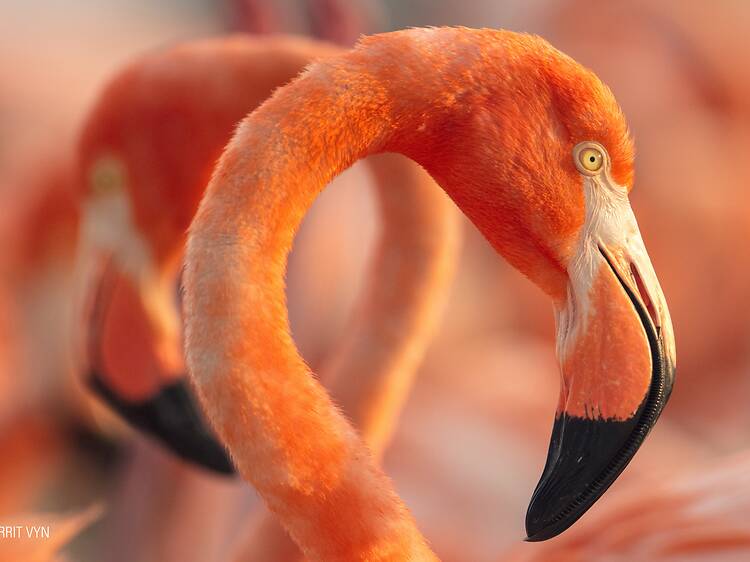 Flamingos: La vida animal narrada con la calidez de Julieta Venegas