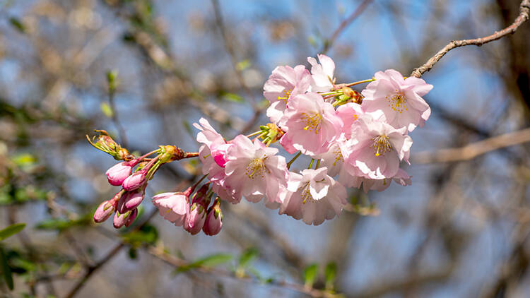 ELTE Botanical Garden, Budapest