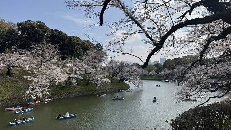 Chidorigafuchi Moat, Chiyoda Chidorigafuchi Moat, Chiyoda