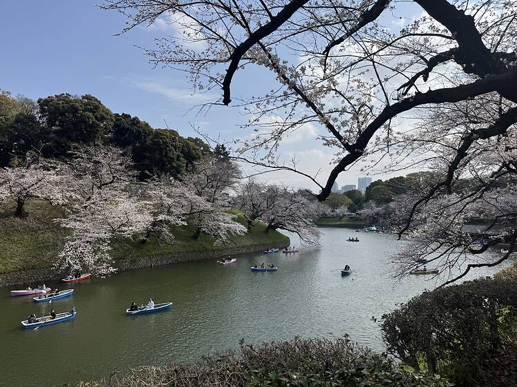 Chidorigafuchi Moat, Chiyoda Chidorigafuchi Moat, Chiyoda