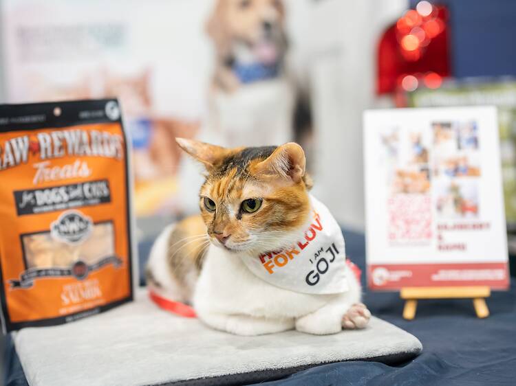 Bring your pets out for PetExpo 2026