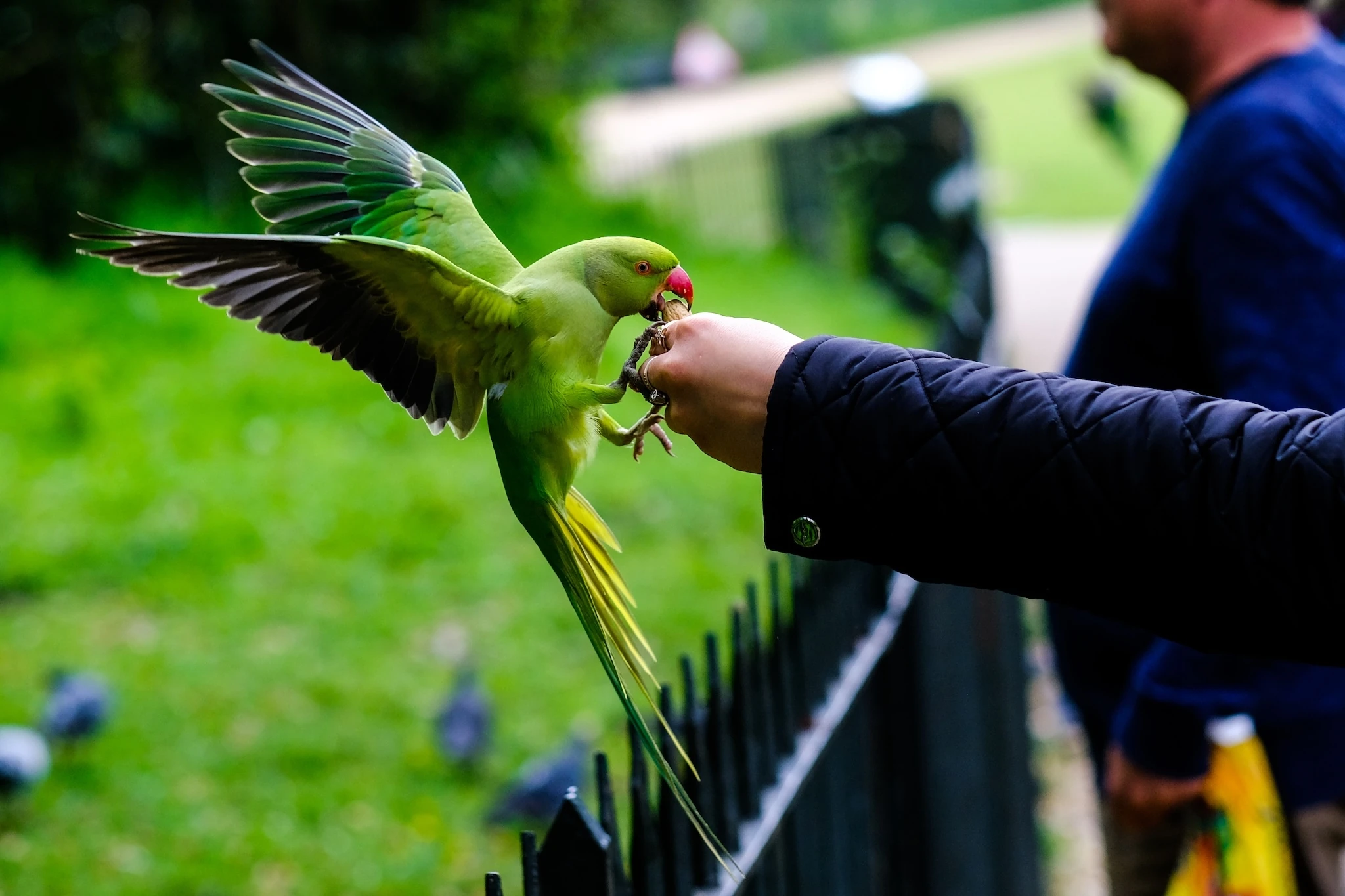 Parakeet feeding in London