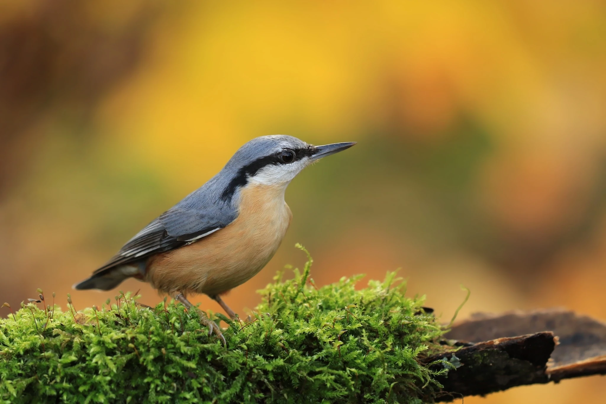 Nuthatch