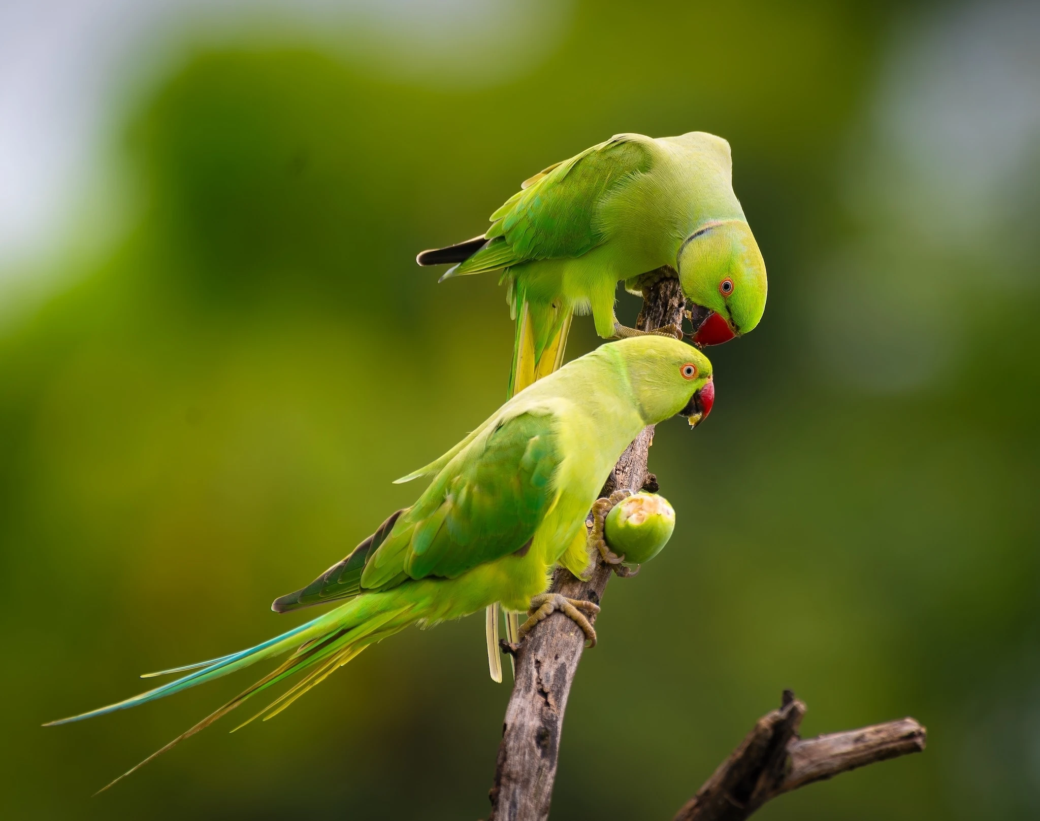 Two parakeets in London