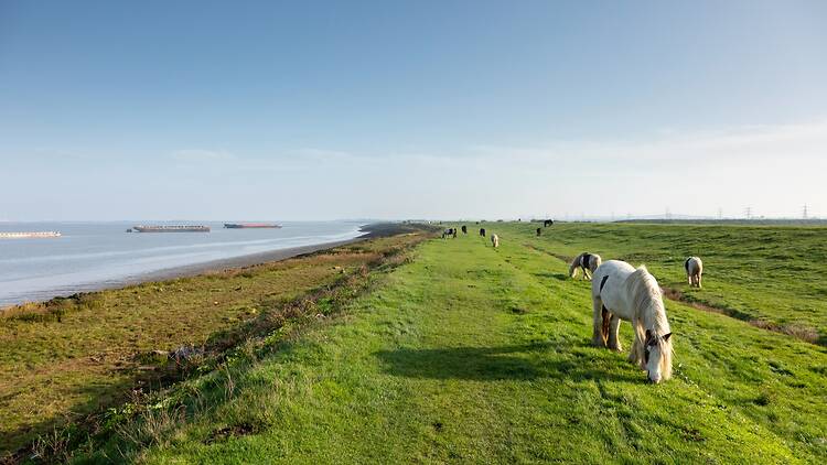 Gravesend Saxon Shore Walk