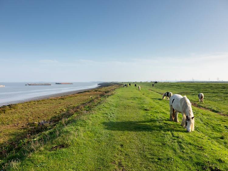Did you know that you can walk the world’s longest coastal path in London?
