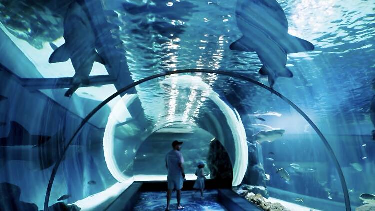 Glowing Ocean: Discover the Magic of the Sea at Night – เมื่อโลกใต้ทะเลเรืองแสงขึ้นหลังพระอาทิตย์ตก Glowing Ocean: Discover the Magic of the Sea at Night – เมื่อโลกใต้ทะเลเรืองแสงขึ้นหลังพระอาทิตย์ตก