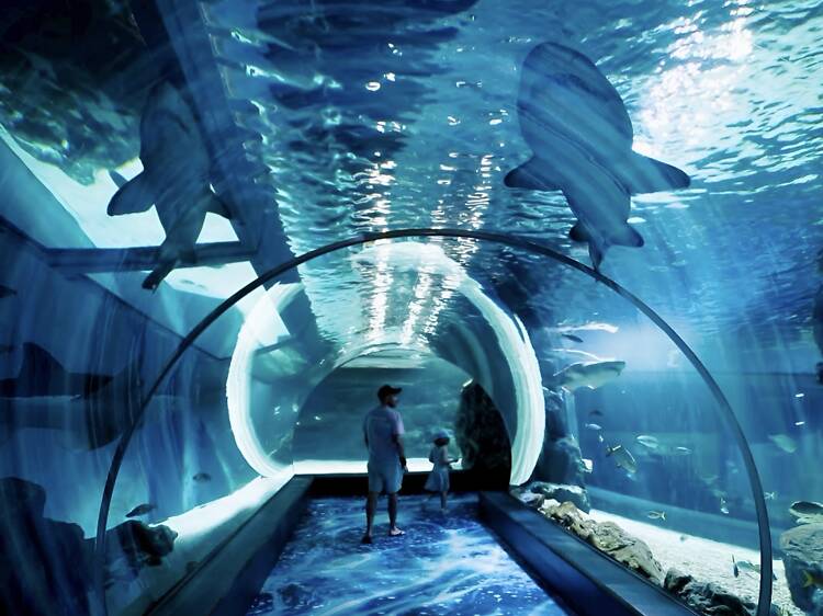 Glowing Ocean: Discover the Magic of the Sea at Night – เมื่อโลกใต้ทะเลเรืองแสงขึ้นหลังพระอาทิตย์ตก Glowing Ocean: Discover the Magic of the Sea at Night – เมื่อโลกใต้ทะเลเรืองแสงขึ้นหลังพระอาทิตย์ตก