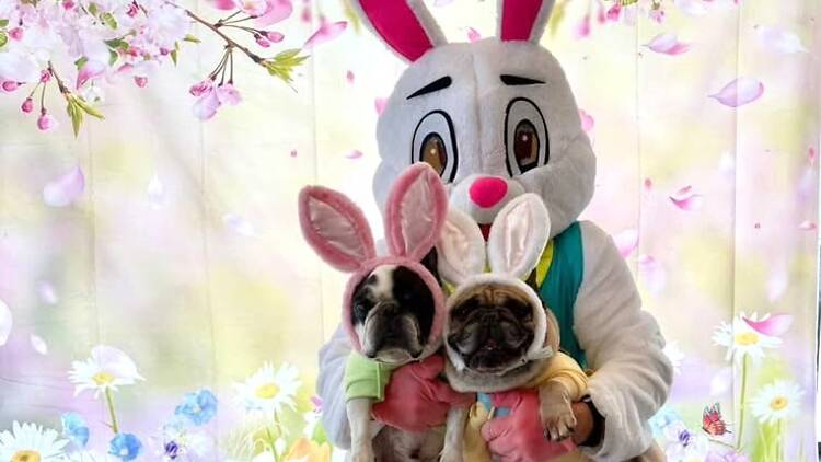 White Whiskers (Akron, NY)