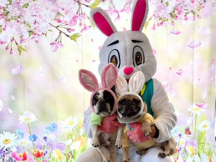 White Whiskers (Akron, NY)