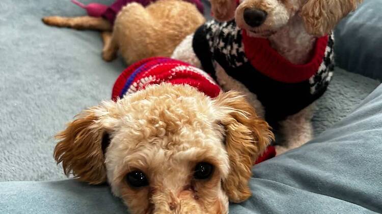 Bobbi and the Strays (Freeport, NY)