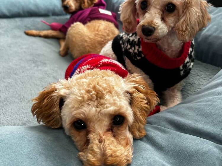 Bobbi and the Strays (Freeport, NY)