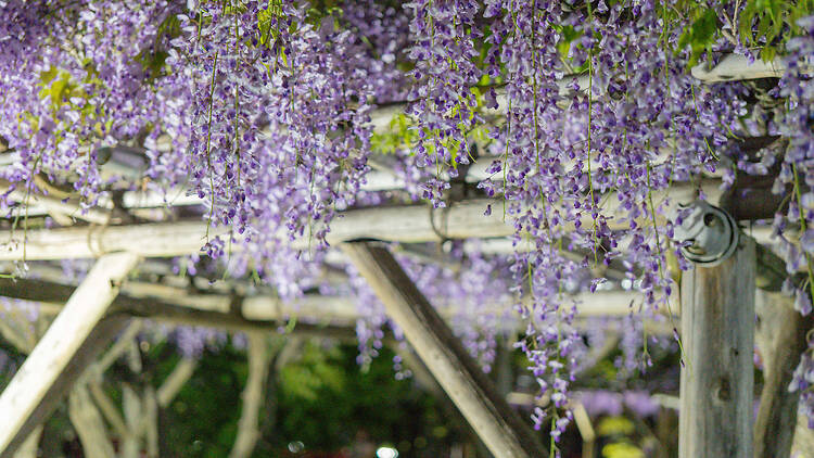 Kameido Tenjin Wisteria Festival