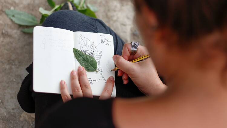 Salvajes, silvestres y espontáneas Salvajes, silvestres y espontáneas. © Gastrobotanicas