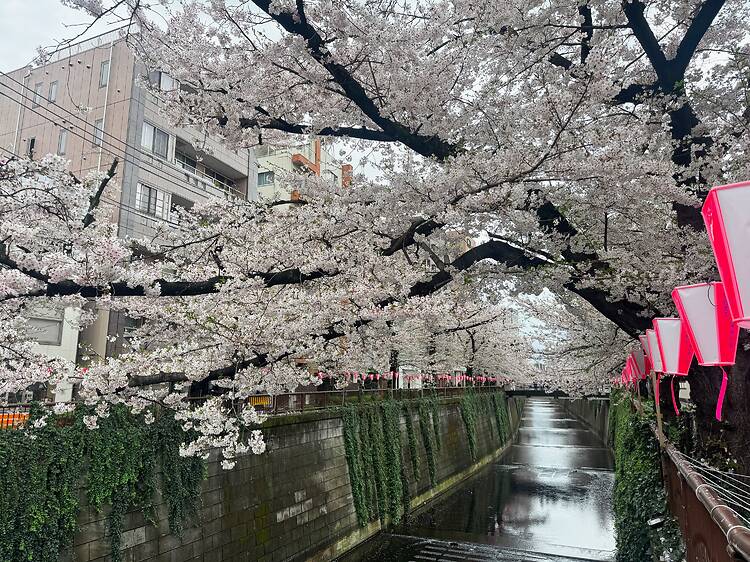 Tokyo cherry blossom progress report 2026: sakura is still at peak bloom Tokyo cherry blossom progress report 2026: sakura is still at peak bloom