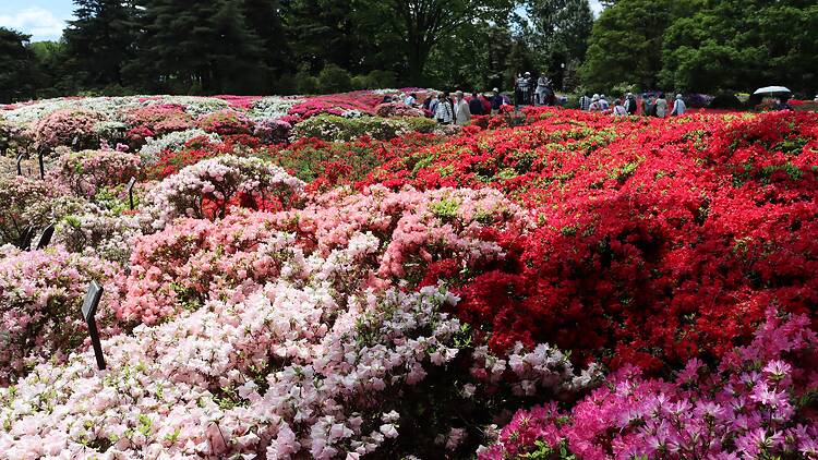 Jindai Botanical Garden Azalea Week