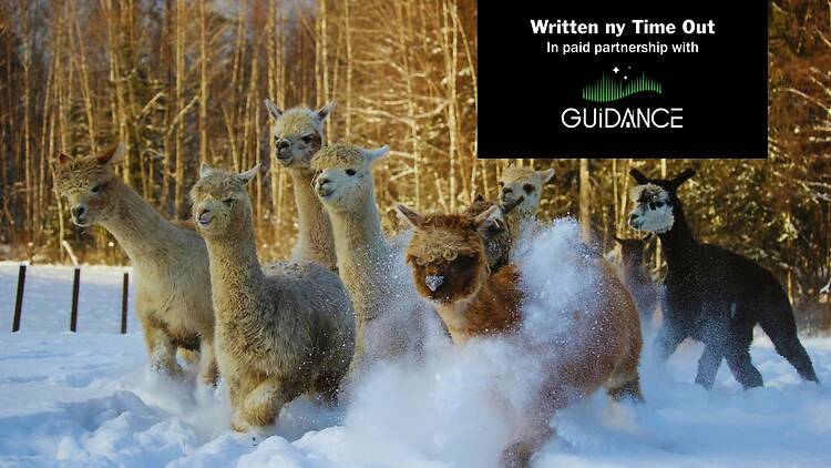 Group of alpacas running through fresh snow in a Finnish winter forest during a countryside farm experience near Helsinki.
