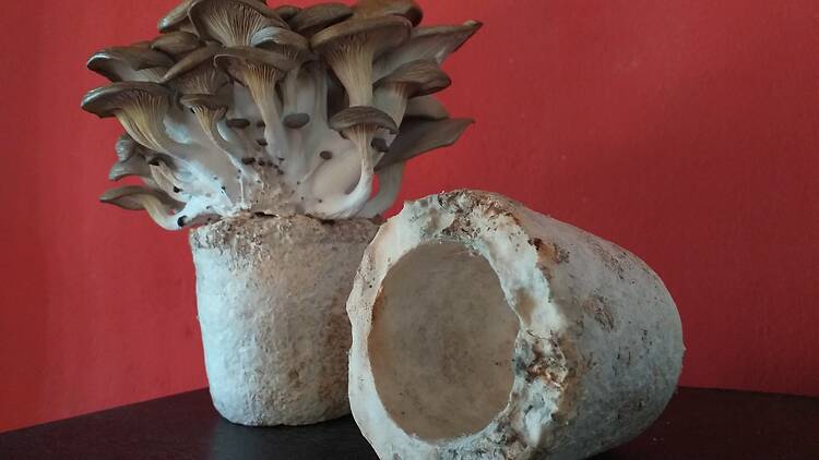 Mushroom Festival in Adrogué Mushroom Festival in Adrogué