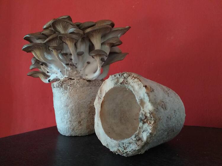 Mushroom Festival in Adrogué Mushroom Festival in Adrogué