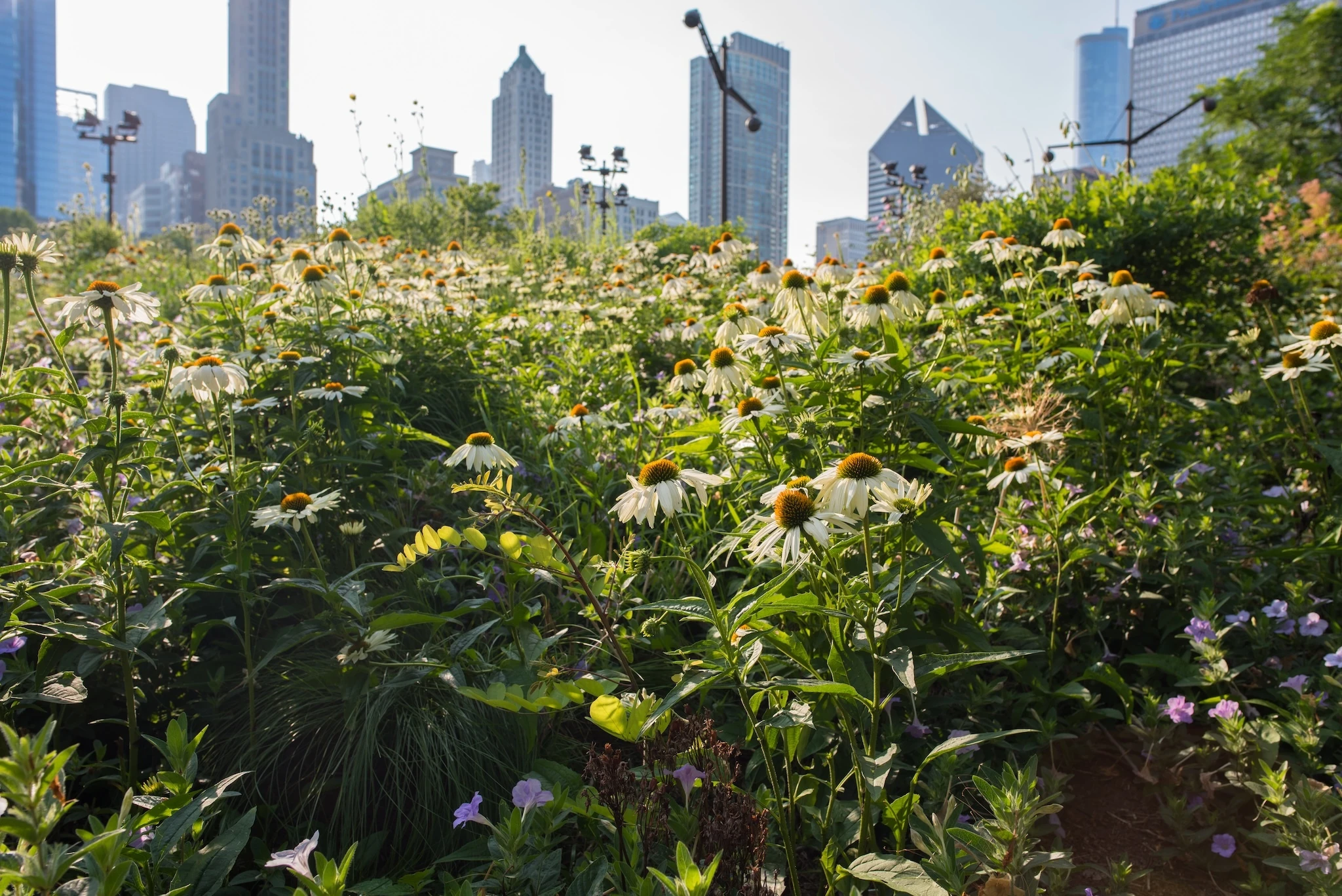 Oxeye daisies growing in Lurie Gardens, downtown Chicago, with the city skyline in the distance