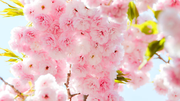 7 best parks and gardens to see late-blooming cherry blossoms in Tokyo this spring