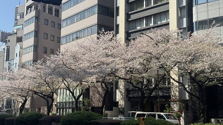 Meiji-dori street in Hiroo, Shibuya Meiji-dori street in Hiroo, Shibuya