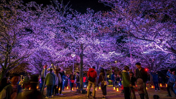 Ogimachi Cherry Blossom Festival