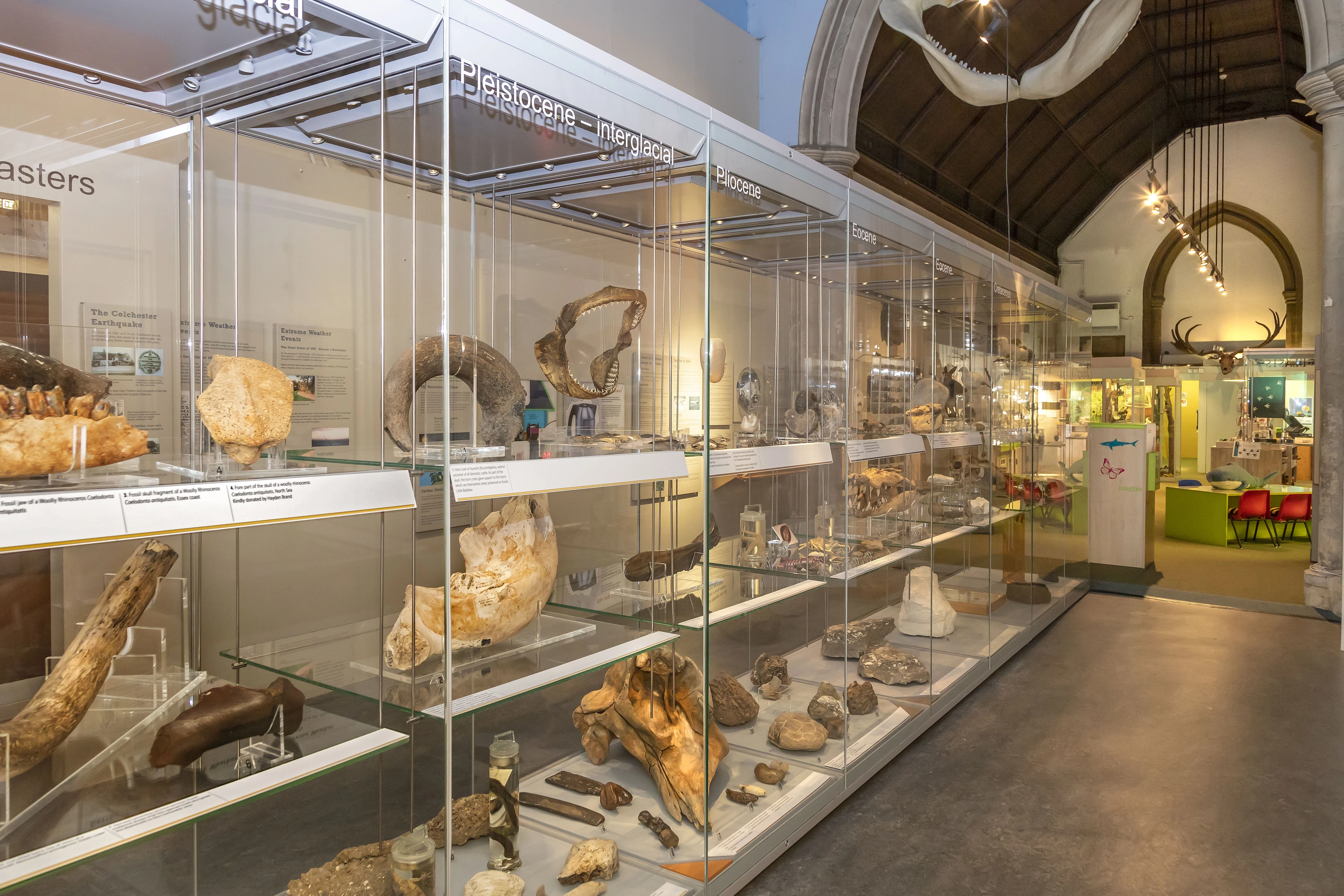 Colchester natural history museum's current display cases down a corridor