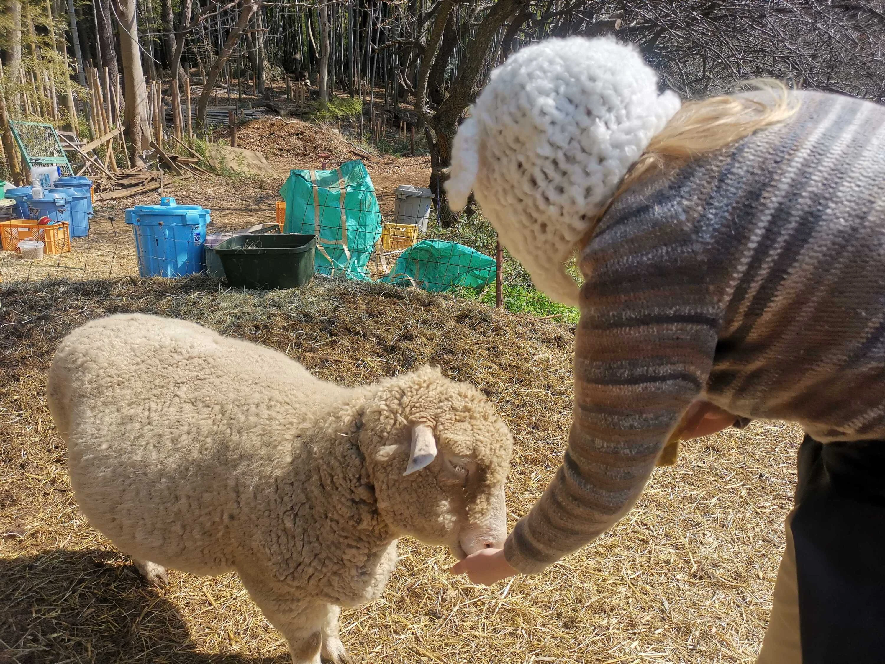 Tour participant feeding sheep