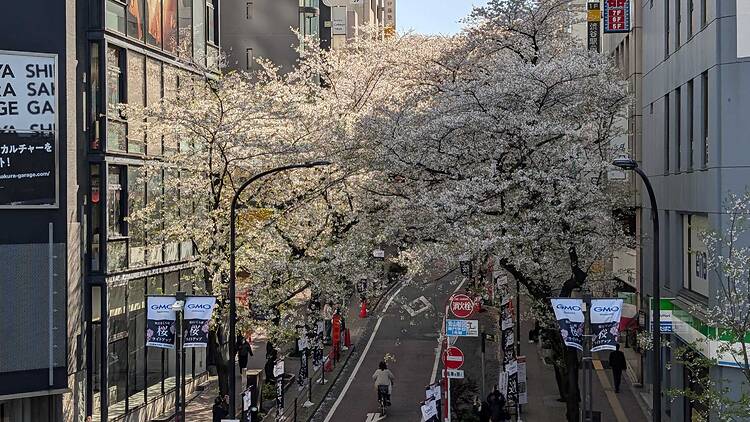 Tokyo cherry blossom progress report 2026: sakura just past peak bloom