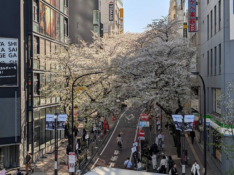 Tokyo cherry blossom progress report 2026: sakura just past peak bloom