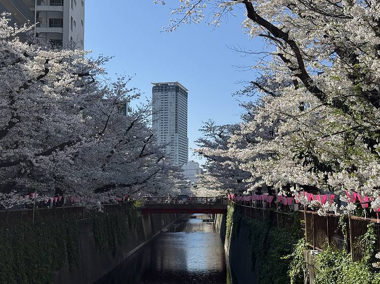 Tokyo cherry blossom progress report 2026: sakura just past peak bloom Tokyo cherry blossom progress report 2026: sakura just past peak bloom