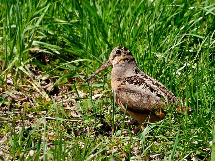 The viral dancing bird is back in Bryant Park