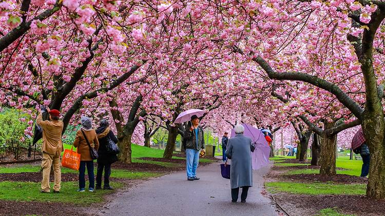The best places to see cherry blossoms in NYC