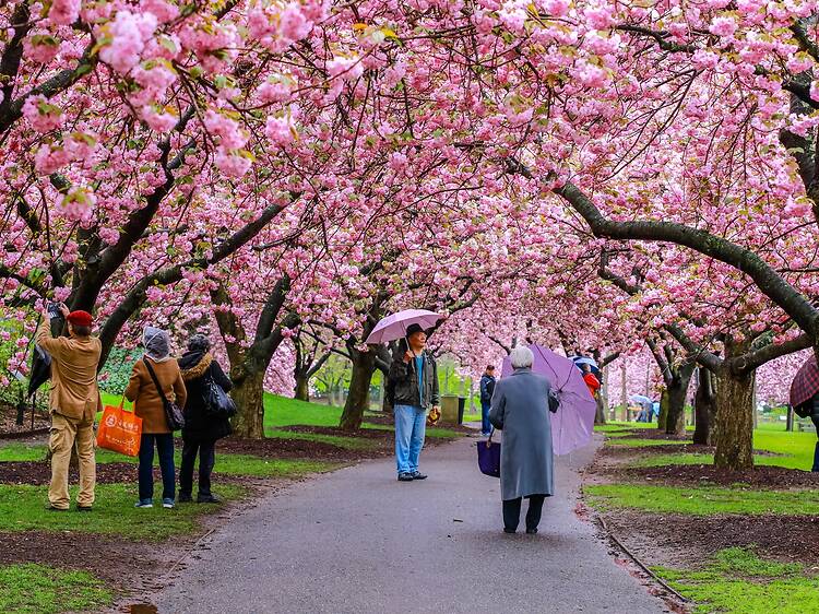 The best places to see cherry blossoms in NYC The best places to see cherry blossoms in NYC