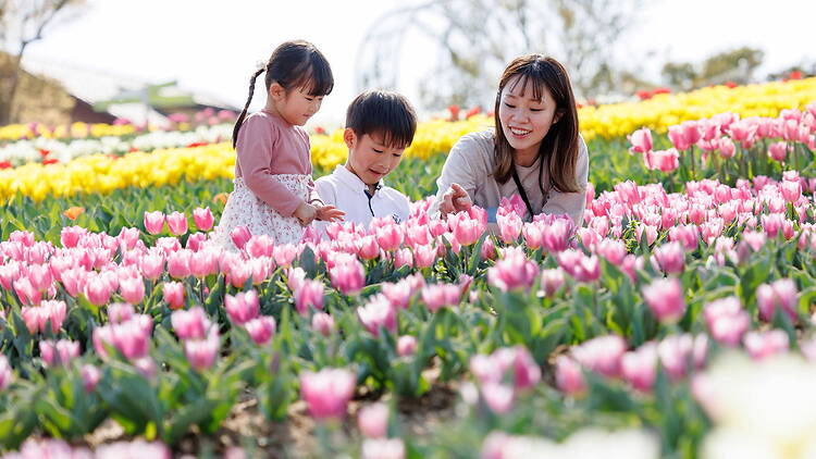 Tulips at Sakai Green Museum Harvest Hill Tulips at Sakai Green Museum Harvest Hill