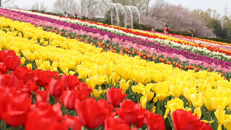 Tulips at Sakai Green Museum Harvest Hill Tulips at Sakai Green Museum Harvest Hill