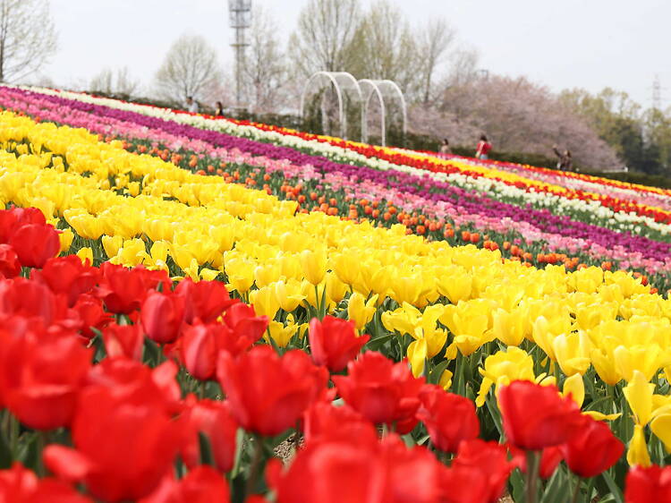 Tulips and nemophila at Sakai Green Museum Harvest Hill Tulips and nemophila at Sakai Green Museum Harvest Hill