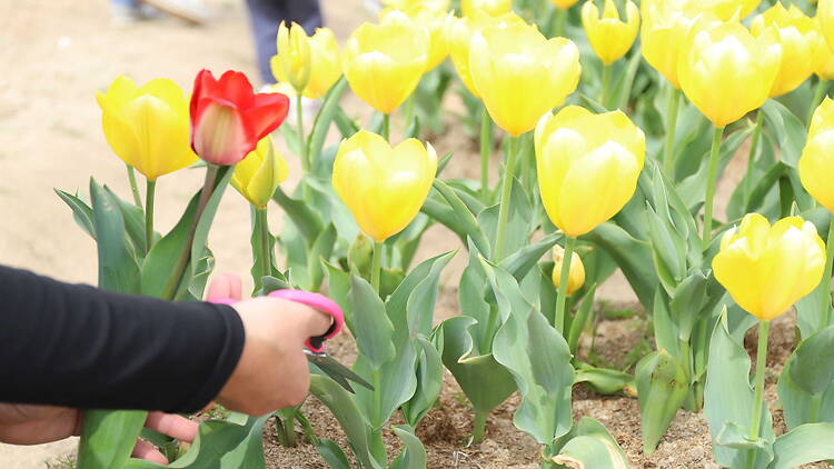 Tulips at Sakai Green Museum Harvest Hill Tulips at Sakai Green Museum Harvest Hill