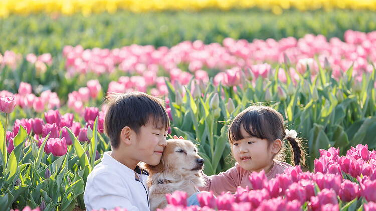 Tulips at Sakai Green Museum Harvest Hill Tulips at Sakai Green Museum Harvest Hill