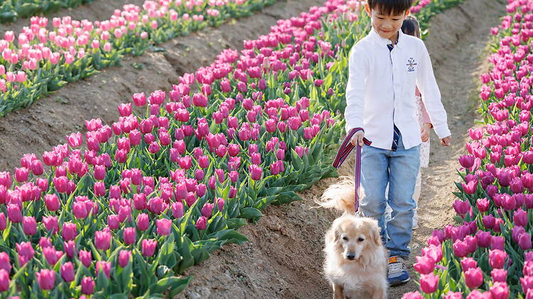 Tulips at Sakai Green Museum Harvest Hill Tulips at Sakai Green Museum Harvest Hill