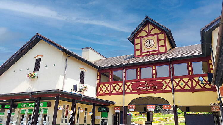 Tulips at Sakai Green Museum Harvest Hill Tulips at Sakai Green Museum Harvest Hill