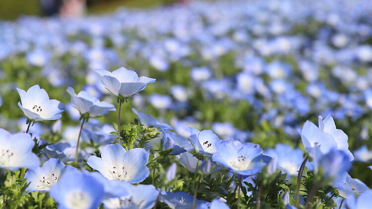 Nemophila at Sakai Green Museum Harvest Hill Tulips at Sakai Green Museum Harvest Hill