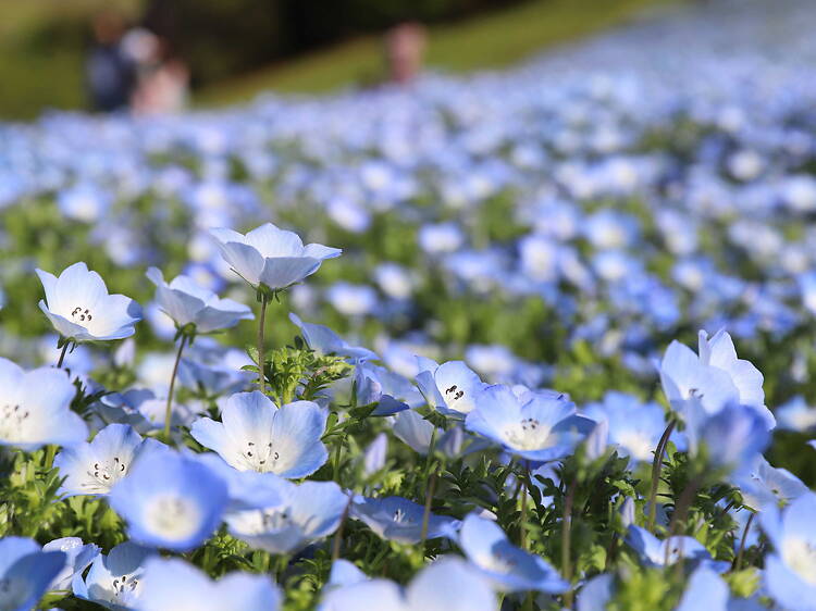 ハーベストの春が好き！スプリングフェスタ