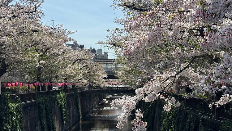 Meguro River, near Nakameguro Station Meguro River, near Nakameguro Station