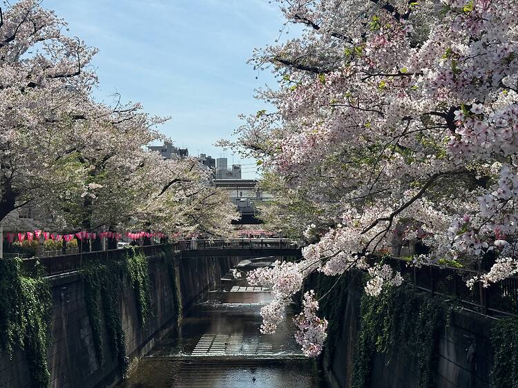Meguro River Meguro River