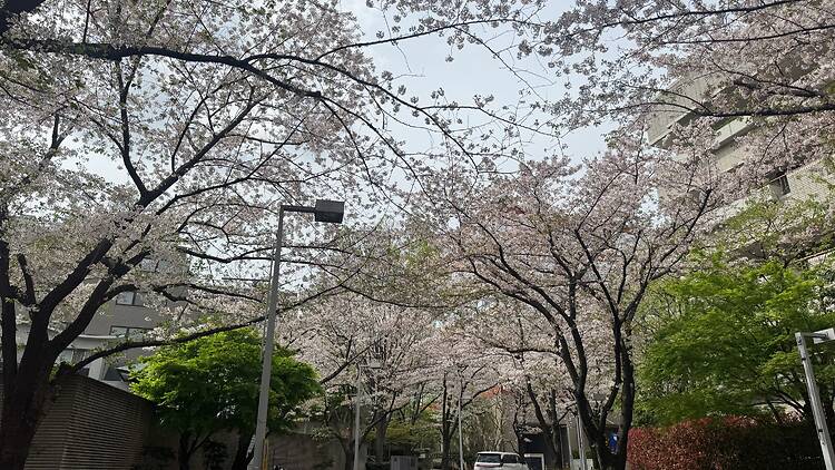 Sakurazaka, Roppongi Sakurazaka, Roppongi