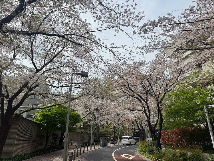 Sakurazaka, Roppongi Sakurazaka, Roppongi