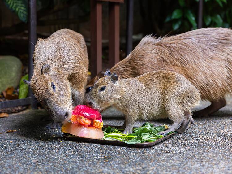 The best things to do in Singapore this week (April 6 to 12) The best things to do in Singapore this week (April 6 to 12)