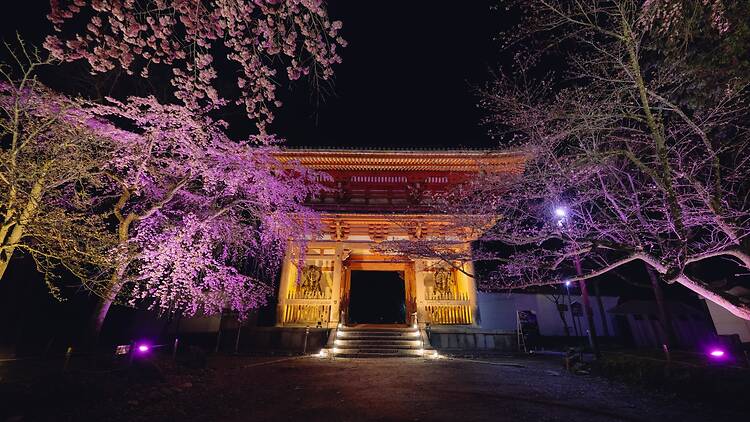 Naked meets World Heritage Daigoji: Daigo Hanami